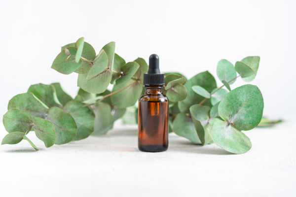 Uses of Eucalyptus essential oil 1