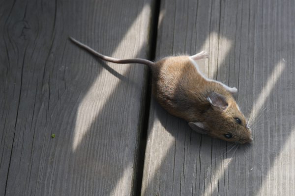 cách khử mùi chuột chết 1