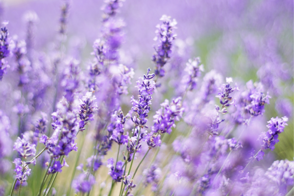 lavender là gì 4